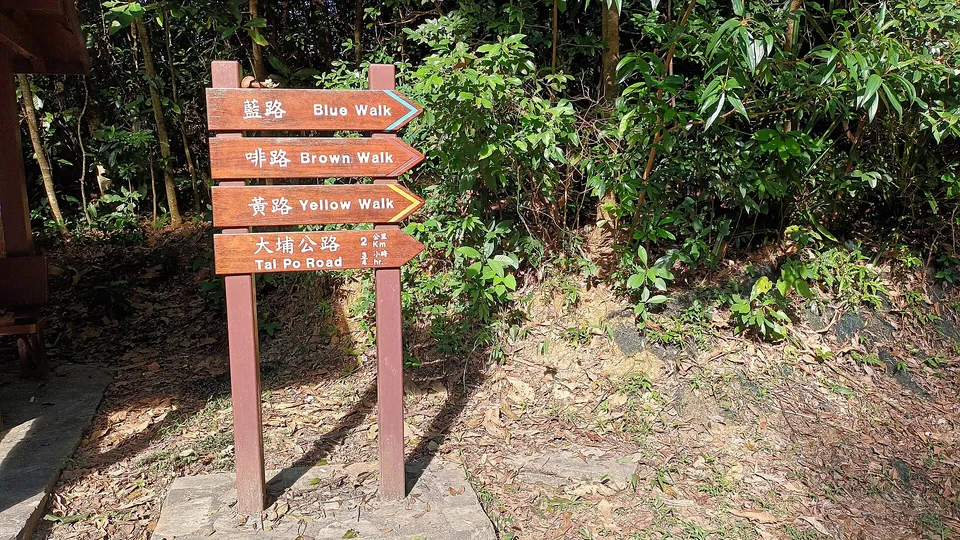Wooden fingerpost boards reading 藍路 Blue Walk, 啡路 Brown Walk and 黃路 Yellow Walk beside a forest path.
