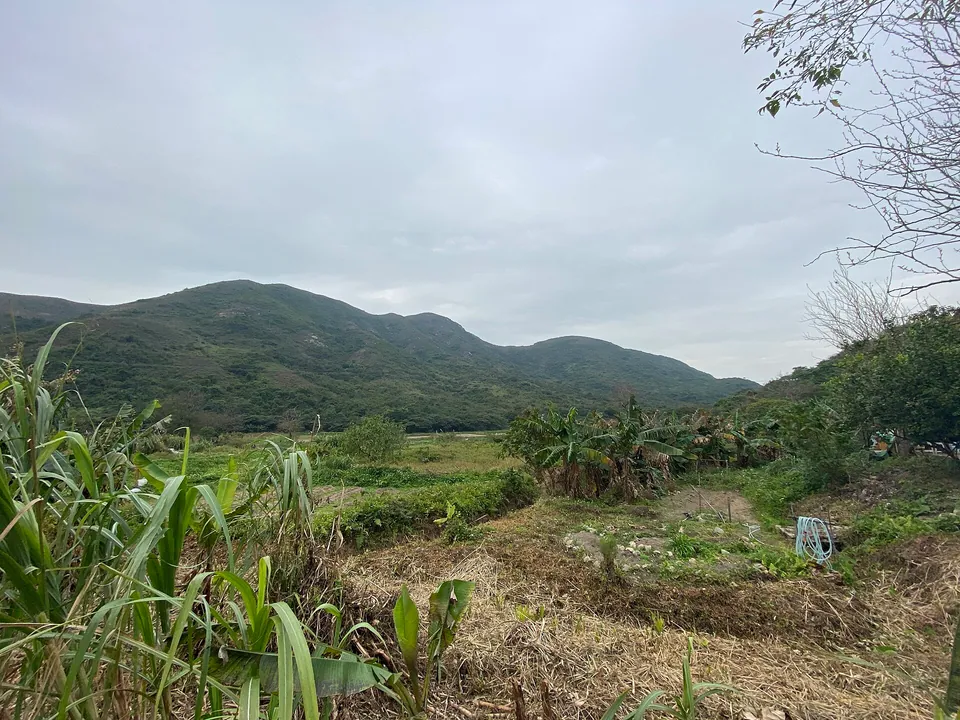 Small fields with crops and banana plants in front of green hills.