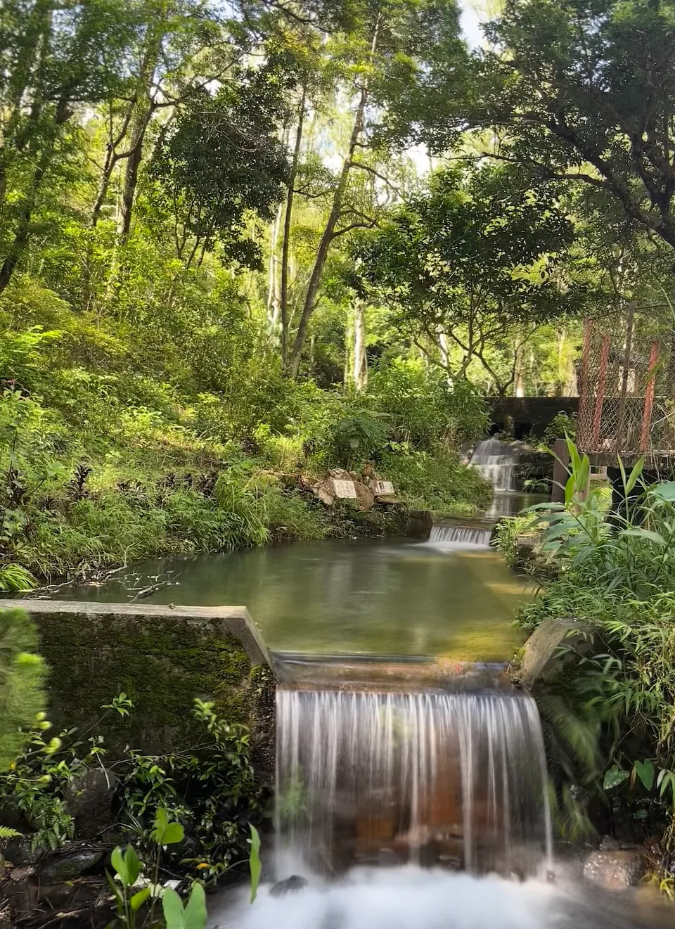 Water cascading over a small stone weir into a pool among ferns and trees.