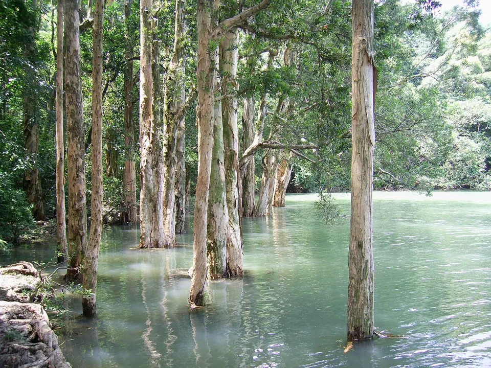 Tall pale-trunked paperbark trees standing in shallow reservoir water.