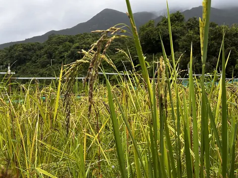 Rice paddy at Shui Hau, where the section starts