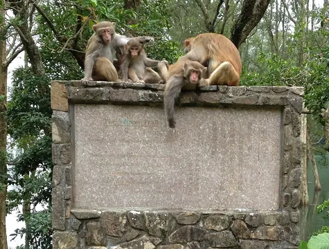 Macaques beside a Wilson Trail Section 7 marker